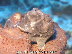 This is Fred, the frog fish. He lives at Half Moon Bay Wa... by Anja Garrido Barnet 